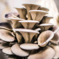 Pleurotus (Păstrăv de fag) articol fotografie 2 Pleurotus (Păstrăv de fag) imagine 2 articol 9732