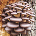 Pleurotus (Păstrăv de fag) articol fotografie 3 Pleurotus (Păstrăv de fag) imagine 3 articol 9732