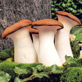 Pleurotus Regal (Păstrăvul scailor) articol fotografie 1 Pleurotus Regal (Păstrăvul scailor) imagine 1 articol 9731