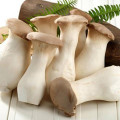 Pleurotus Regal (Păstrăvul scailor) articol fotografie 3 Pleurotus Regal (Păstrăvul scailor) imagine 3 articol 9731