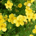 Potentilla Elizabeth imagine 3 articol 4014
