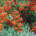 Pyracantha Firelight articol fotografie 1 Pyracantha Firelight imagine 1 articol 4017