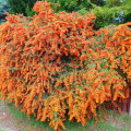 Pyracantha Firelight articol fotografie 2 Pyracantha Firelight imagine 2 articol 4017