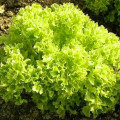 Salată Lollo Bionda imagine 1 articol 66744