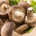 Shiitake articol fotografie 1 Shiitake imagine 1 articol 9744