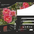 Trandafir floribunda Designer Sunset®, C3 imagine 2 articol 4984