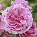 Trandafir floribunda Berleburg ®, С5 articol fotografie 1 Trandafir floribunda Berleburg ®, С5 imagine 1 articol 6170