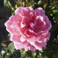 Trandafir floribunda Berleburg ®, С5 articol fotografie 2 Trandafir floribunda Berleburg ®, С5 imagine 2 articol 6170