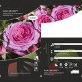 Trandafir floribunda Berleburg ®, С5 articol fotografie 3 Trandafir floribunda Berleburg ®, С5 imagine 3 articol 6170