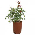Trandafir floribunda Briosa®, C5 articol fotografie 3 Trandafir floribunda Briosa®, C5 imagine 3 articol 6149