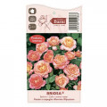 Trandafir floribunda Briosa®, C5 articol fotografie 4 Trandafir floribunda Briosa®, C5 imagine 4 articol 6149