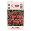 Trandafir floribunda Hot Cocoa®, C5 imagine 5 articol 5509