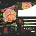Trandafir floribunda Marie Curie ®, С3 articol fotografie 3 Trandafir floribunda Marie Curie ®, С3 imagine 3 articol 6176