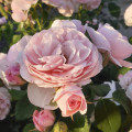 Trandafir floribunda Miss.Granger® articol fotografie 1 Trandafir floribunda Miss.Granger® imagine 1 articol 6191