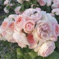 Trandafir floribunda Miss.Granger® articol fotografie 2 Trandafir floribunda Miss.Granger® imagine 2 articol 6191