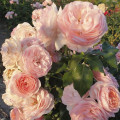 Trandafir floribunda Miss.Granger® articol fotografie 3 Trandafir floribunda Miss.Granger® imagine 3 articol 6191