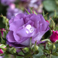 Trandafir floribunda Pacific Dream®, C5 articol fotografie 2 Trandafir floribunda Pacific Dream®, C5 imagine 2 articol 6148