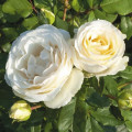 Trandafir floribunda Pearl Vaza®, C3 imagine 1 articol 4977