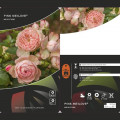 Trandafir floribunda Pink Meilove ®, С5 articol fotografie 2 Trandafir floribunda Pink Meilove ®, С5 imagine 2 articol 4554