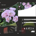 Trandafir floribunda Pink Ruf, С5 articol fotografie 2 Trandafir floribunda Pink Ruf, С5 imagine 2 articol 6177
