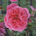 Trandafir floribunda Raspberry ™, С3 articol fotografie 1 Trandafir floribunda Raspberry ™, С3 imagine 1 articol 6178