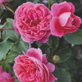Trandafir floribunda Raspberry ™, С3 articol fotografie 2 Trandafir floribunda Raspberry ™, С3 imagine 2 articol 6178