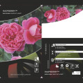 Trandafir floribunda Raspberry ™, С3 articol fotografie 3 Trandafir floribunda Raspberry ™, С3 imagine 3 articol 6178