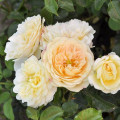 Trandafir floribunda Lemon™ Vaza ®, С5 articol fotografie 1 Trandafir floribunda Lemon™ Vaza ®, С5 imagine 1 articol 4989