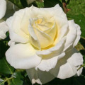 Trandafir floribunda Kronprinsesse Mary ®, С5 articol fotografie 1 Trandafir floribunda Kronprinsesse Mary ®, С5 imagine 1 articol 4970