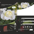 Trandafir floribunda Kronprinsesse Mary ®, С5 articol fotografie 2 Trandafir floribunda Kronprinsesse Mary ®, С5 imagine 2 articol 4970