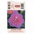 Trandafir teahibrid Borneo Odore®, C5 articol fotografie 4 Trandafir teahibrid Borneo Odore®, C5 imagine 4 articol 6157