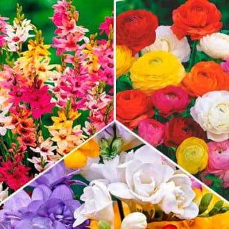 Super ofertă! Frezie, Ixia și Ranunculus, set de 30 de bulbi imagine 6