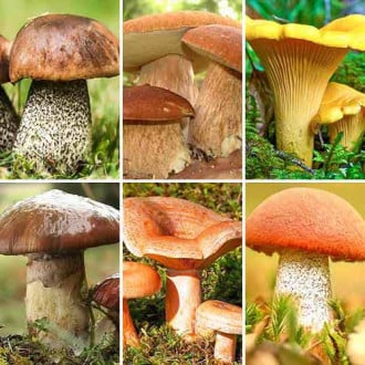 Super-ofertă! Set de ciuperci Poiana cu ciuperci, 6 soiuri imagine 4