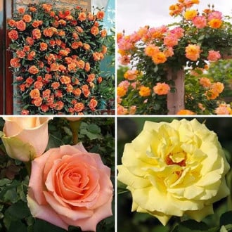 Ofertă specială! Trandafiri Tango, set de 4 soiuri imagine 3