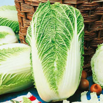 Varză chinezească Granaat imagine 15