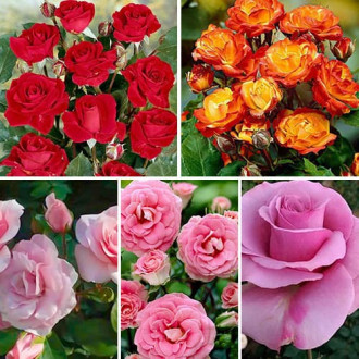 Ofertă specială! Trandafiri floribunda Color mix, set de 5 soiuri imagine 3