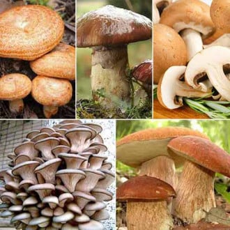 Super-oferă! Set de ciuperci pentru conservat, 5 soiuri imagine 2
