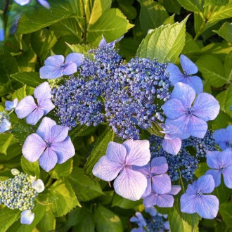 Hortensia macrophylla Libelle, C2 imagine 1