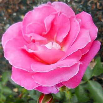 Trandafir teahibrid Hermina imagine 1