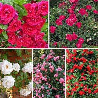 Ofertă specială! Trandafiri urcători Top garden, set de 5 soiuri imagine 3