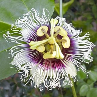 Floarea pasiunii (Passiflora) imagine 6