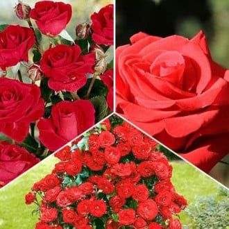 Ofertă specială! Trandafiri Magic of Fire, set de 3 soiuri imagine 5
