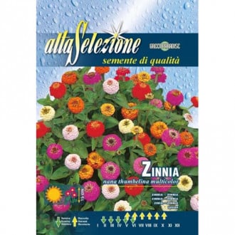Zinnia (Cârciumăreasă) Thumbelina, mix multicolor imagine 6