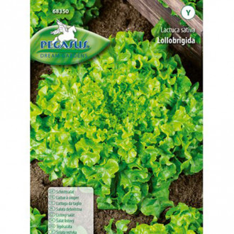 Salată Lollo Brigida imagine 4