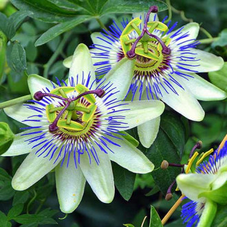 Floarea pasiunii (Passiflora) White-Blue imagine 1