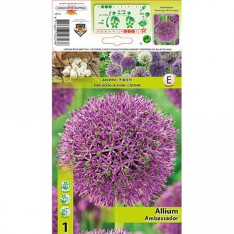 Allium Ambassador imagine 1