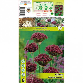 Allium Atropurpureum imagine 4