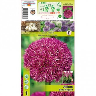 Allium Beau Regard imagine 4