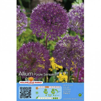 Allium Purple Sensation imagine 2