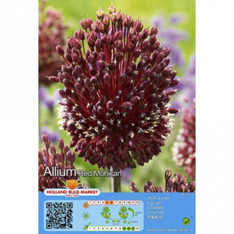 Allium Red Mohican imagine 5